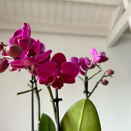 Apartment A Due Passi Da